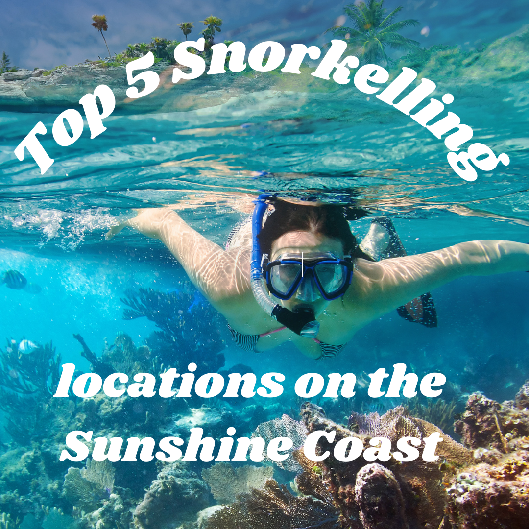The Top 5 Snorkelling Locations on the Sunshine Coast