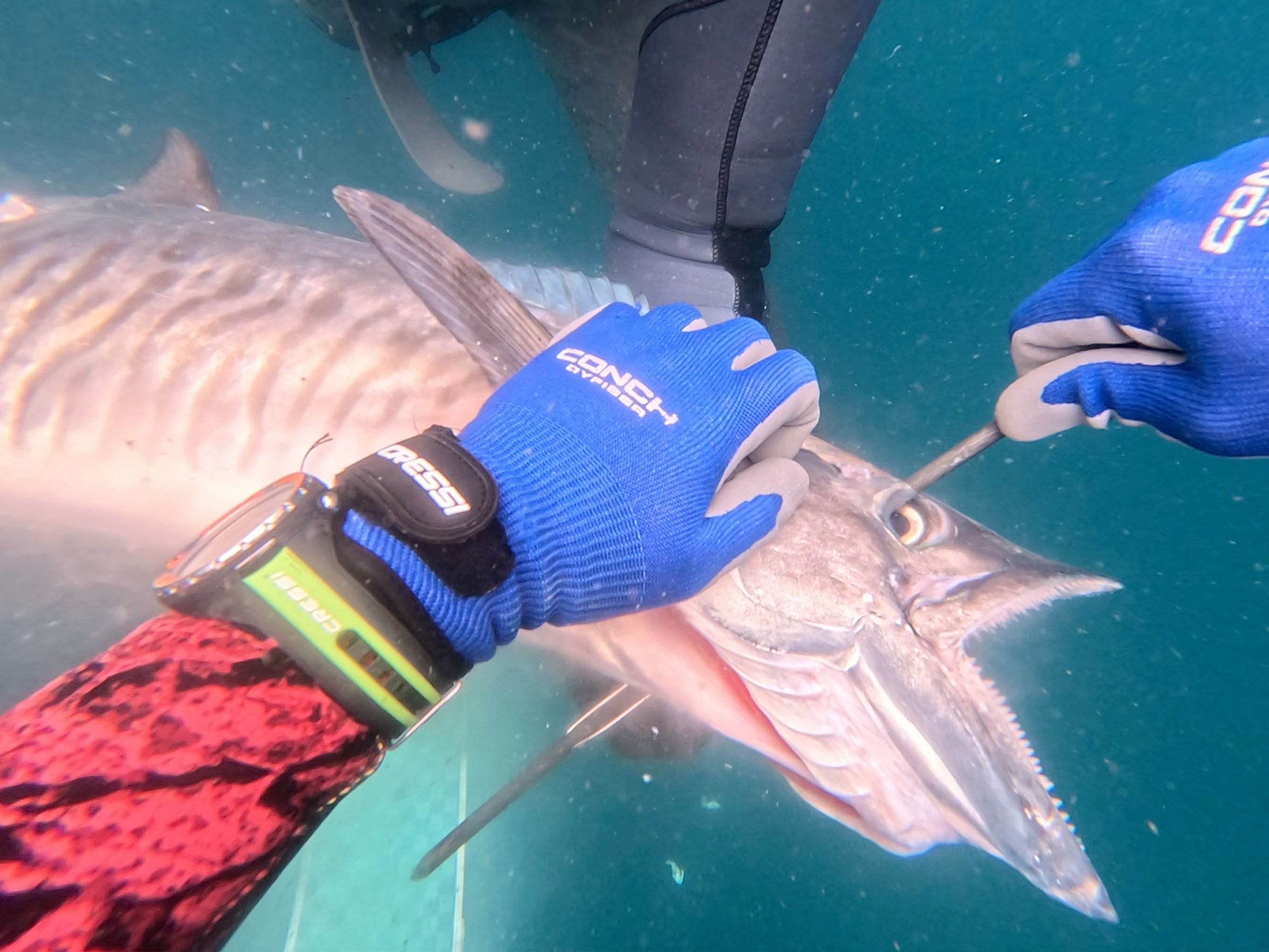 Cressi Conch Dyfiber Spearfishing Glove