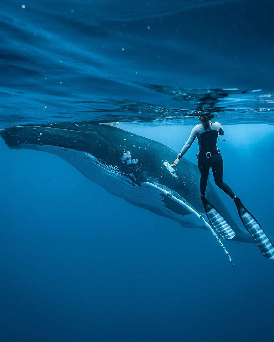 DiveR Carbon Fibre Fins - Stripe Marlin