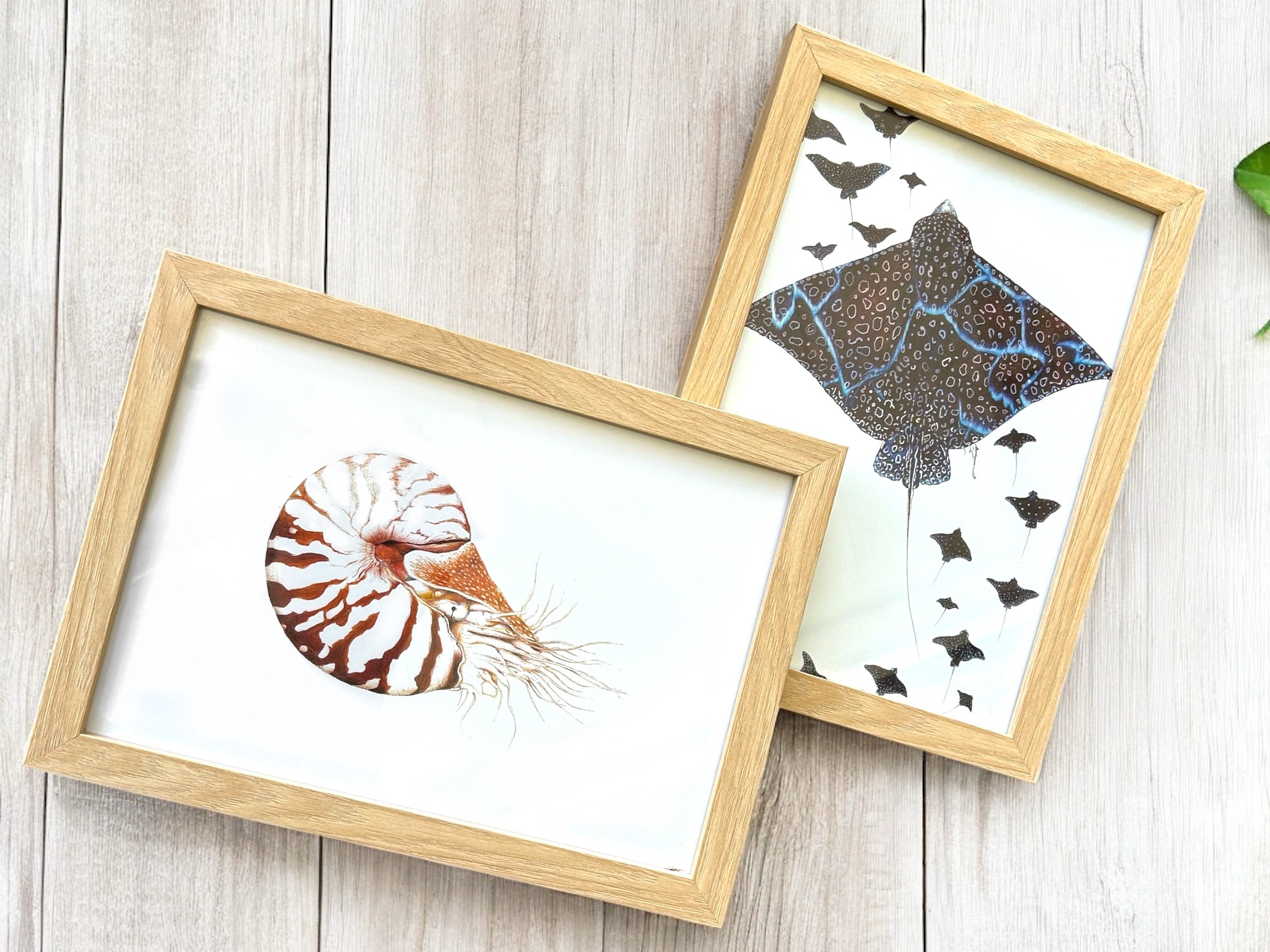 Biro By Brooke  -A4 Framed Prints