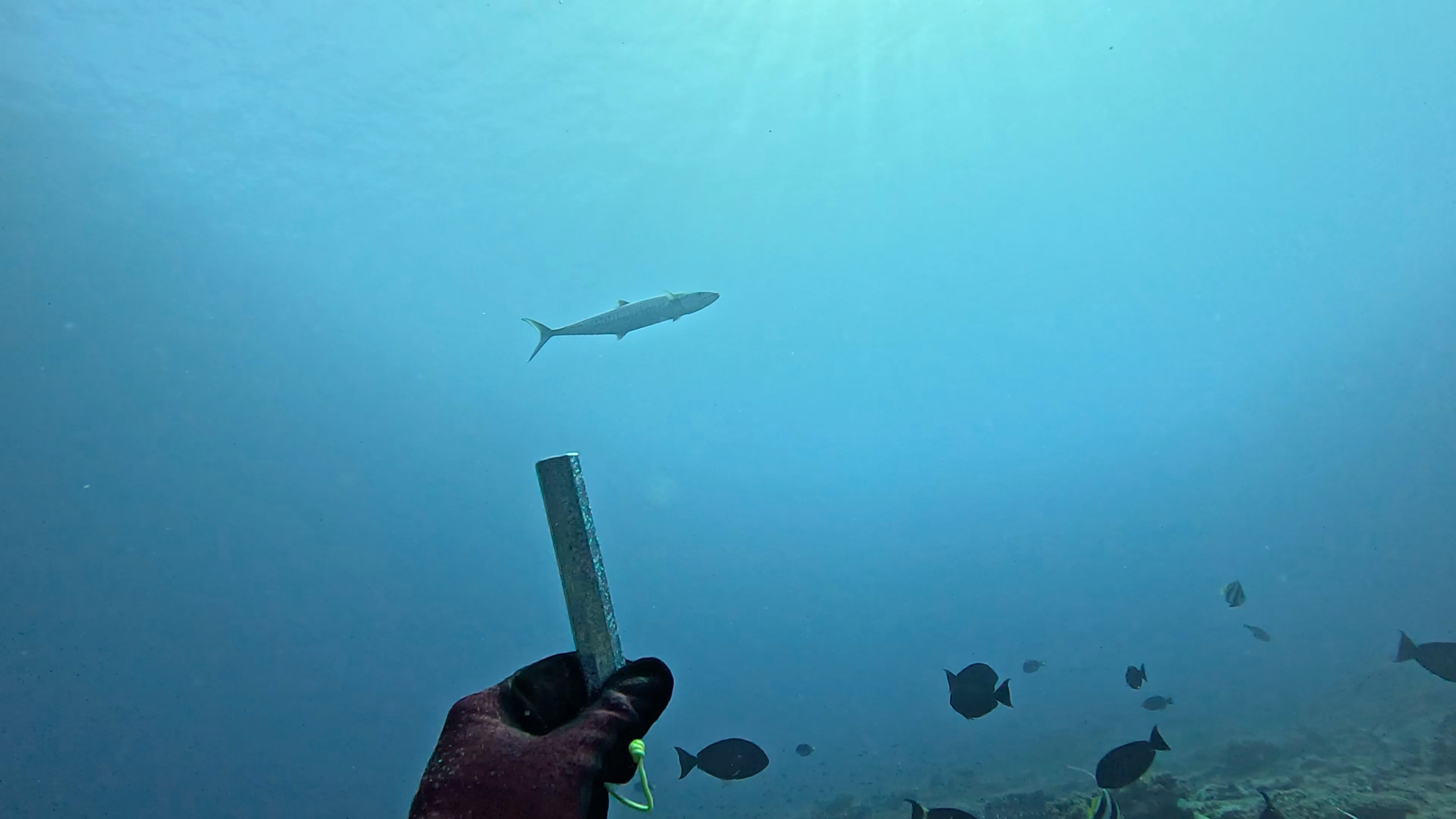 Person holding a Throwflasher underwater to attract fish swimming around